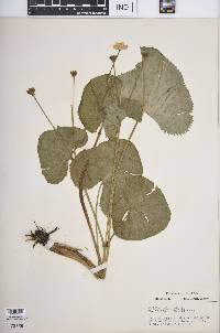 Caltha palustris image