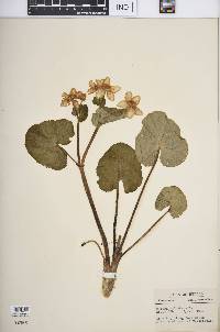 Caltha palustris image