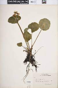 Caltha palustris image