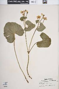 Caltha palustris image