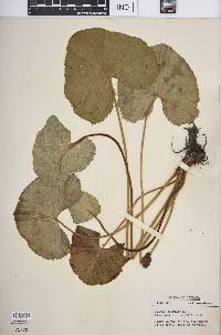 Caltha palustris image