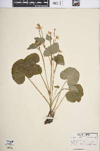 Caltha palustris image