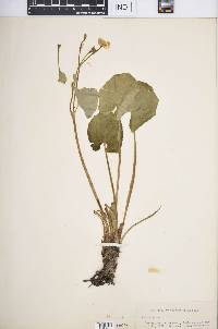 Caltha palustris image