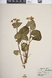 Caltha palustris image