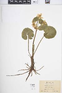 Caltha palustris image