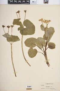 Caltha palustris image