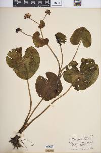 Caltha palustris image