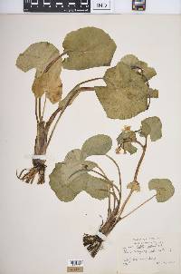 Caltha palustris image