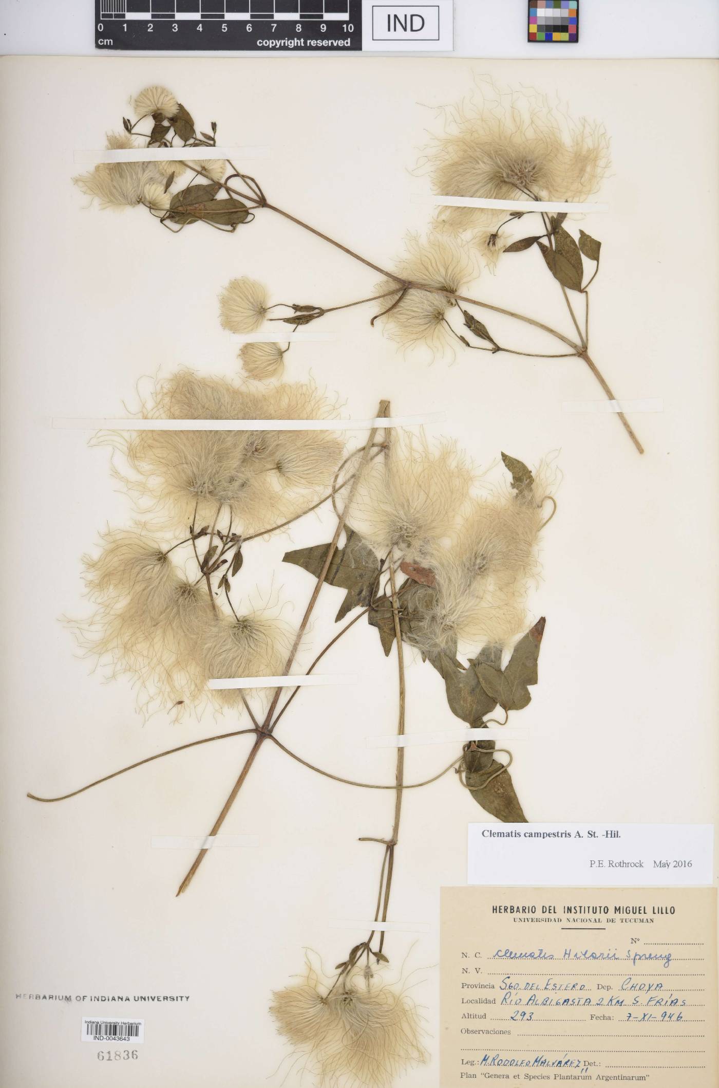 Clematis campestris image