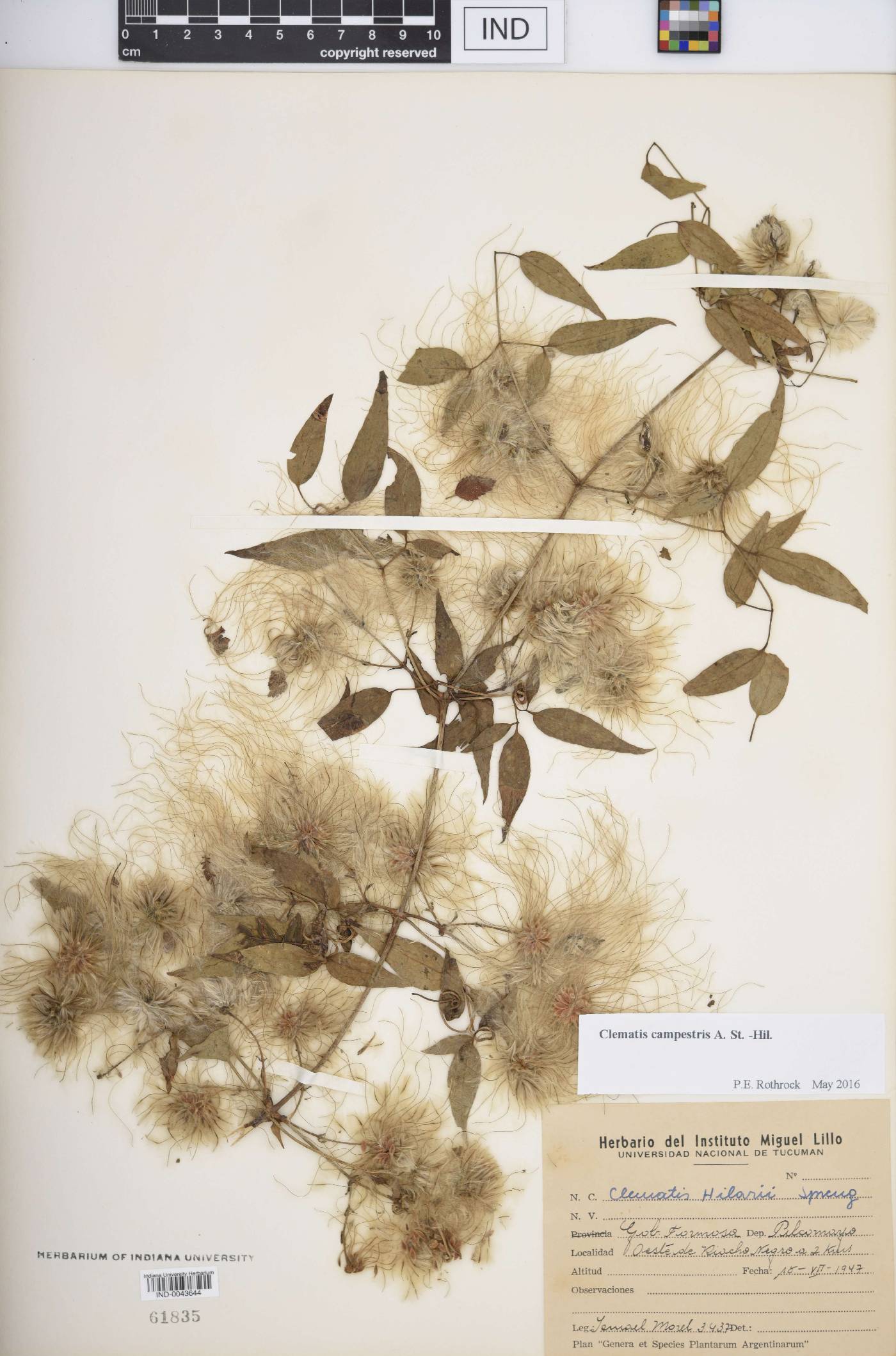 Clematis campestris image