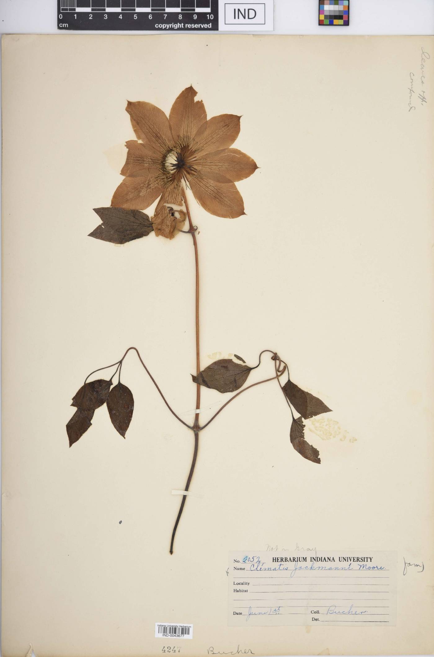 Clematis jackmanii image