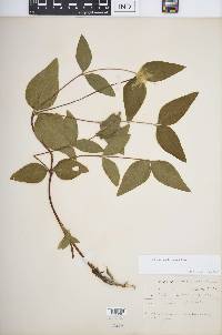 Clematis ochroleuca image