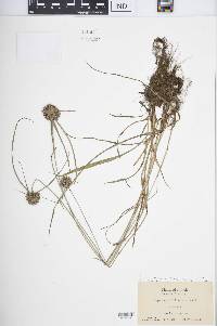 Cyperus lupulinus image