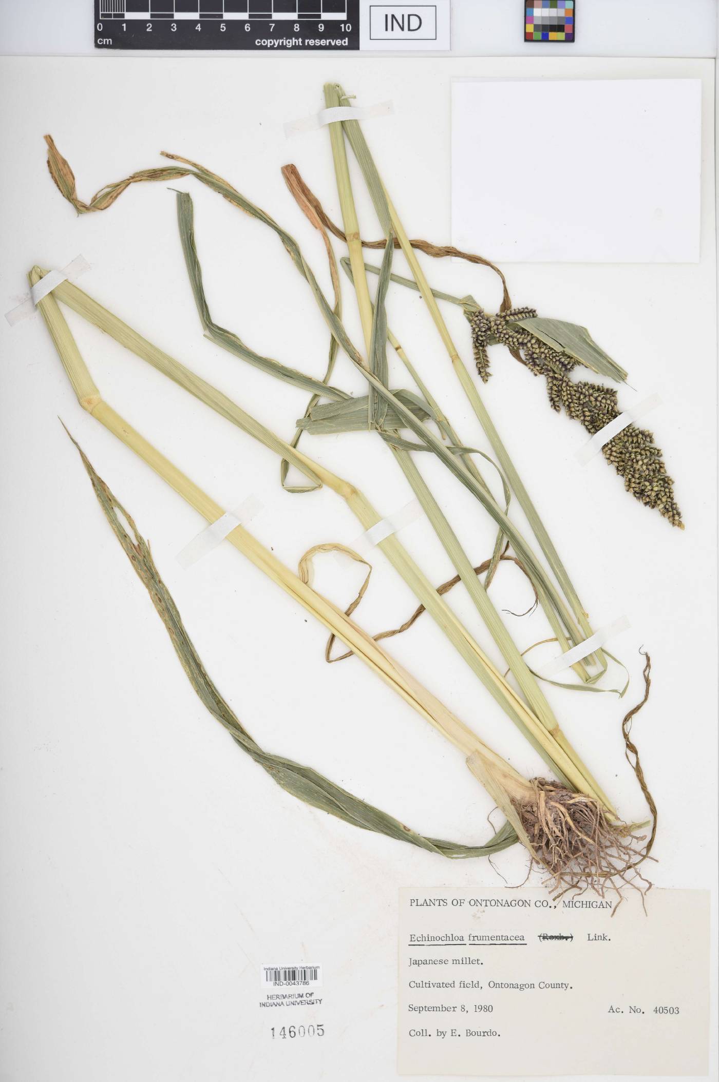 Echinochloa frumentacea image