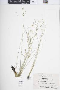 Juncus anthelatus image