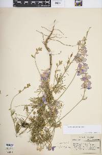 Delphinium ajacis image