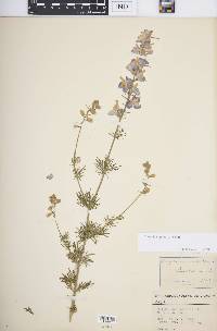 Delphinium ajacis image