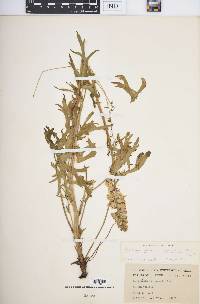 Delphinium carolinianum image