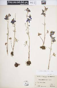 Delphinium nuttallianum image