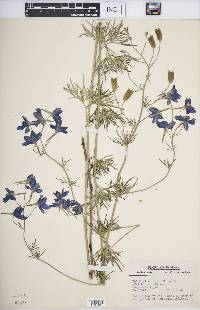 Delphinium grandiflorum image