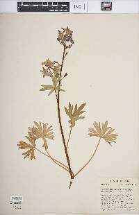 Delphinium tricorne image