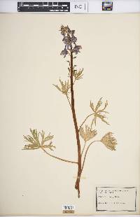 Delphinium tricorne image