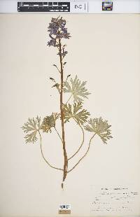 Delphinium tricorne image