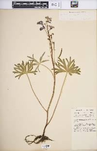 Delphinium tricorne image