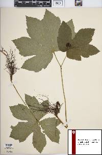 Hydrastis canadensis image