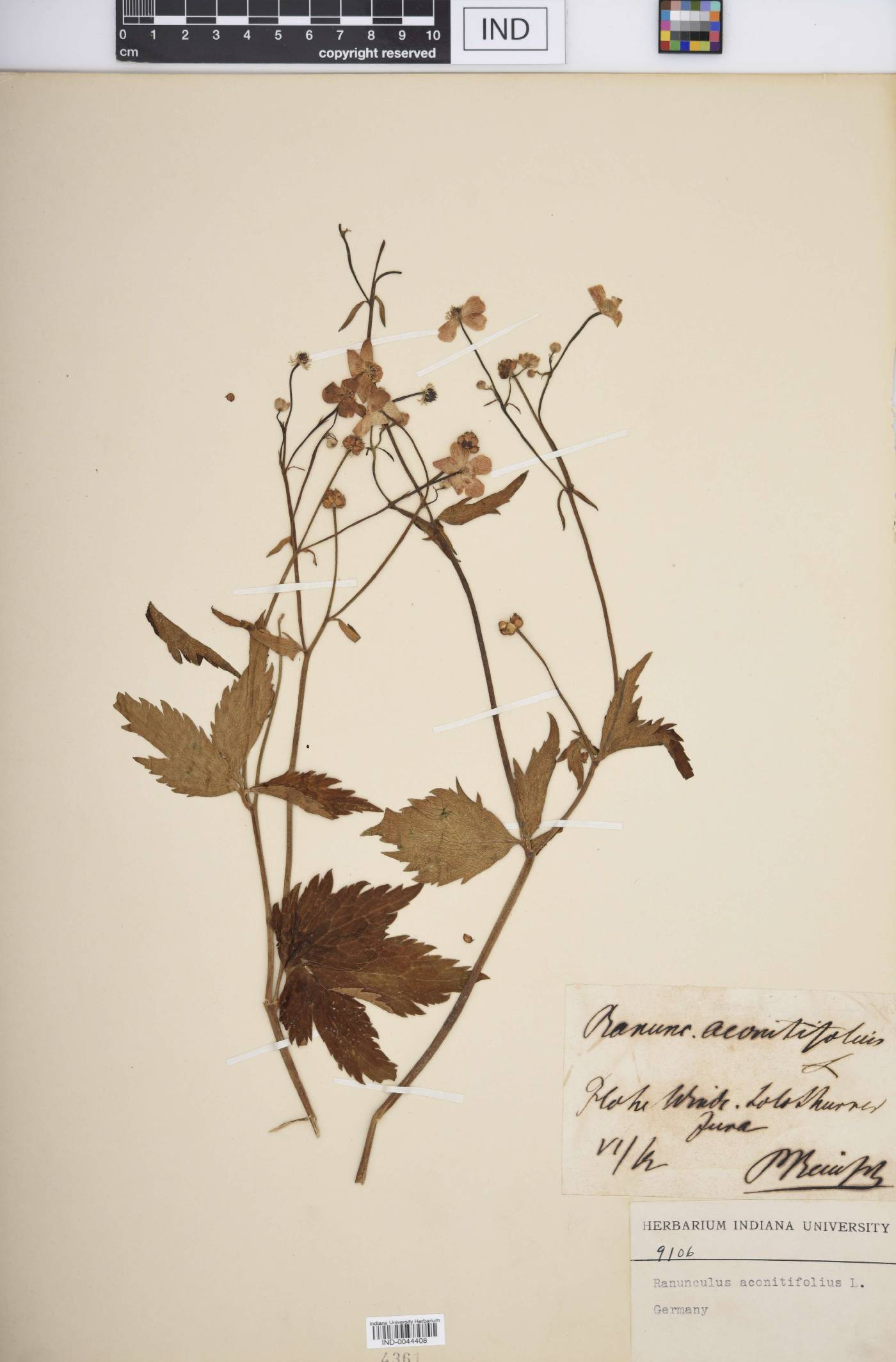Ranunculus aconitifolius image