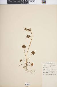 Ranunculus allegheniensis image