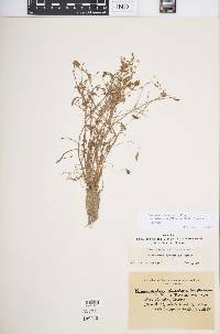 Ranunculus bonariensis image