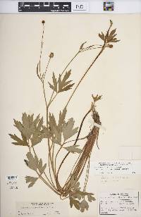 Ranunculus hispidus var. caricetorum image