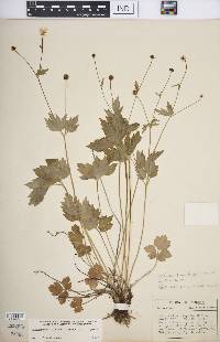 Ranunculus hispidus var. hispidus image