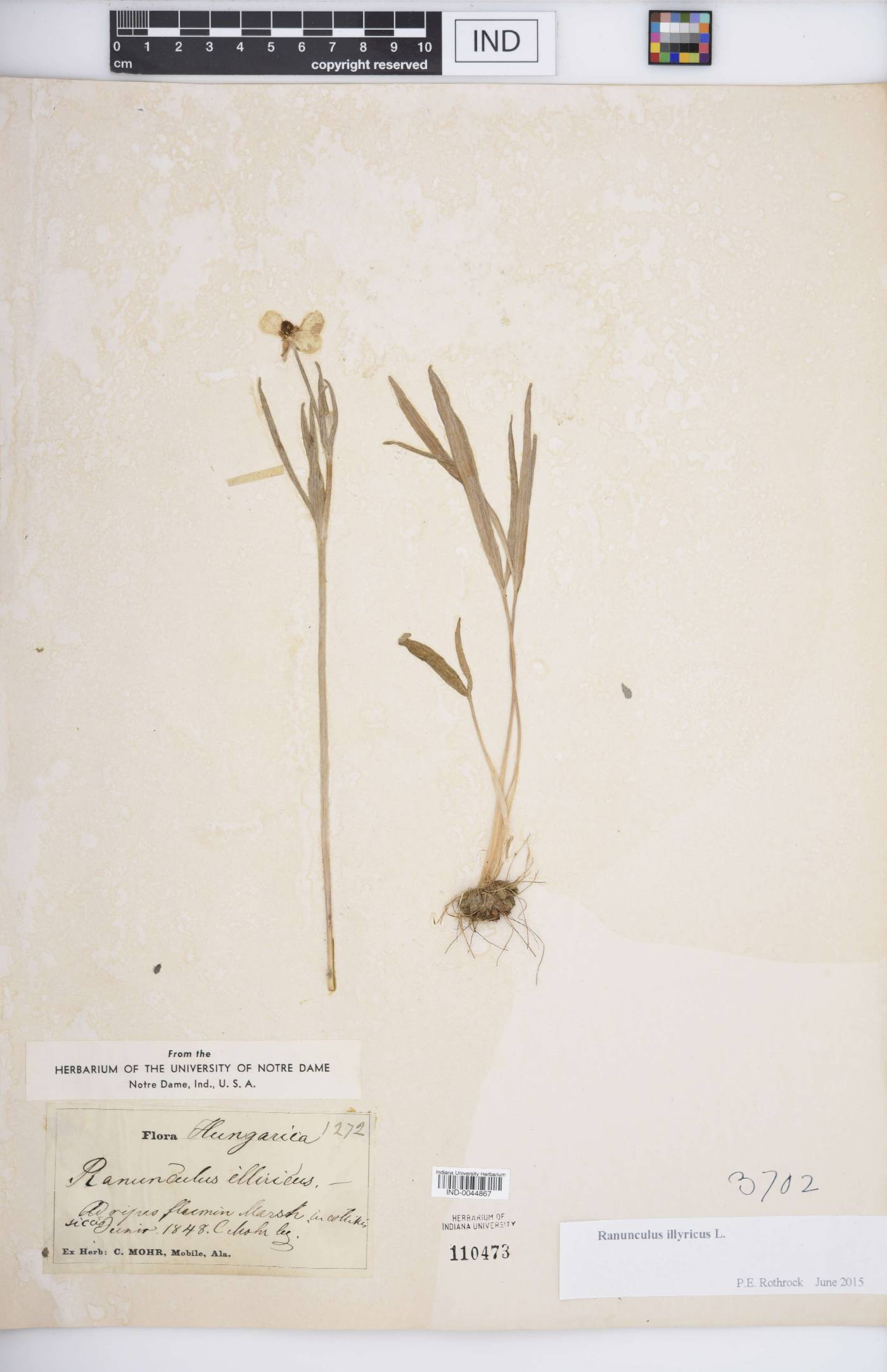 Ranunculus illyricus image