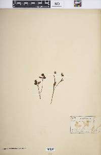 Ranunculus nuttallii image