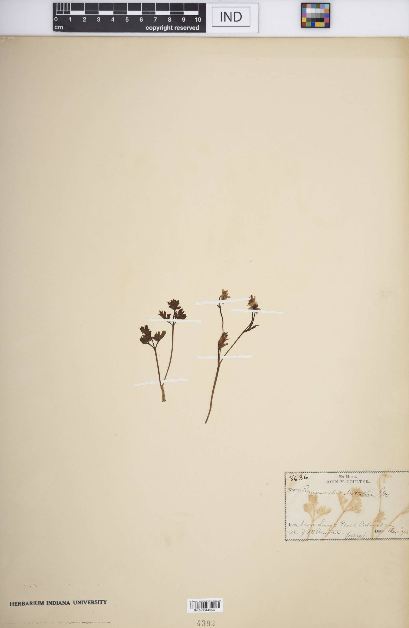 Ranunculus nuttallii image