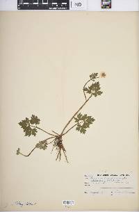 Ranunculus repens image