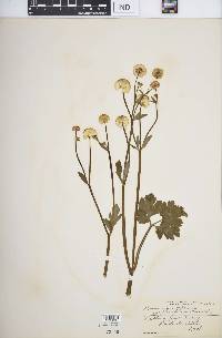 Ranunculus repens image