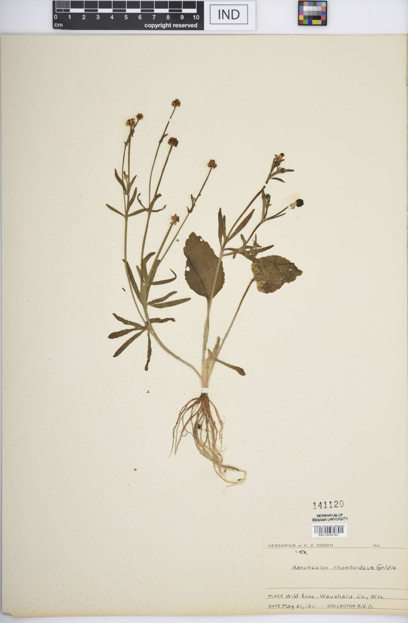 Ranunculus rhomboideus image