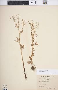 Ranunculus sceleratus var. sceleratus image