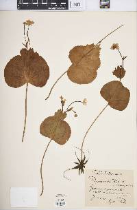 Ranunculus thora image