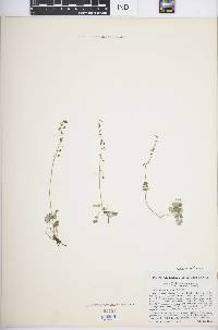 Thalictrum alpinum image