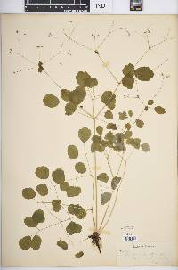 Thalictrum clavatum image