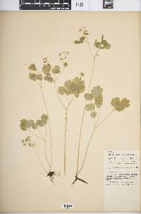 Thalictrum clavatum image