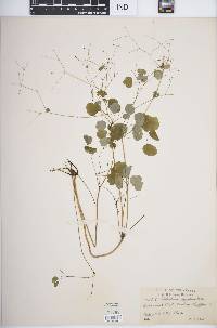 Thalictrum clavatum image