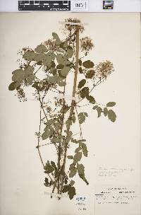 Thalictrum dasycarpum image