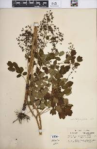 Thalictrum dasycarpum image