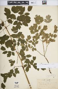 Thalictrum dasycarpum image