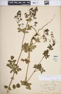 Thalictrum dasycarpum image